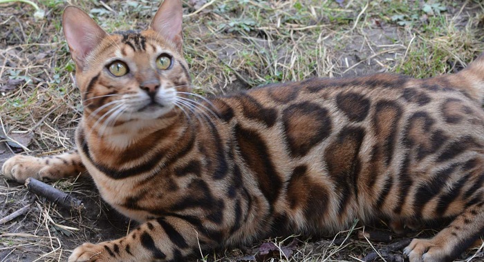 Bengali, iri mu bwoko bw'ingwe