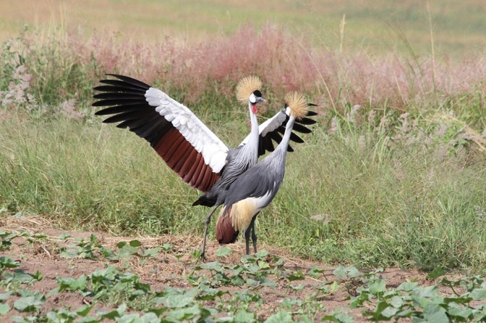 Imisambi yashubijwe mu bishanga ikurwa mu ngo z'abantu