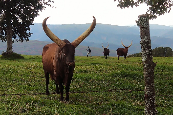 Rutinywa yoroye Inyambo 