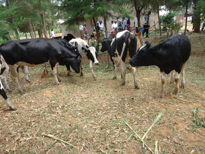 Inyinshi muri izo nka zirahaka ndetse hari n'iyabyariye aho.