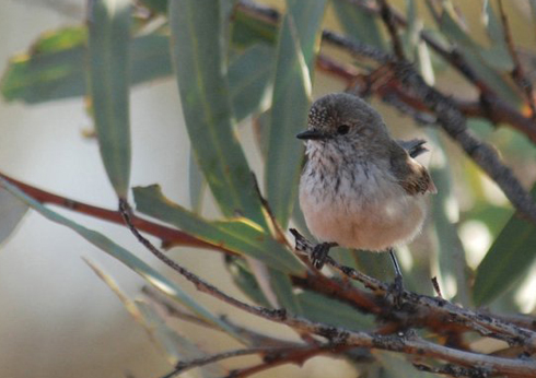 Mu Bugesera haba ubwoko bw