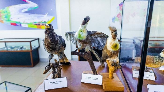 Udashishoje neza wagira ngo izi nyoni ziracyari nzima