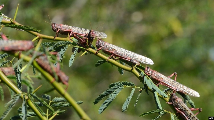 Inzige zimaze iminsi zivugwa mu bihugu bya Afurika y