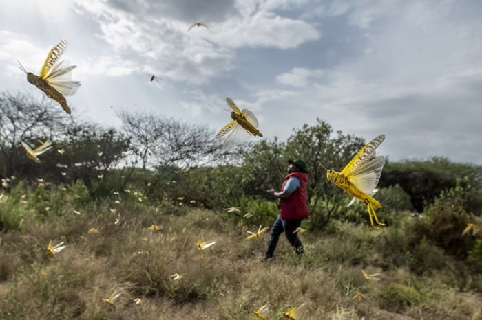 Inzige bigaragara ko zitandukanye n'udusimba twagaragaye i Nyagatare (Ifoto: Ben Curtis/AP)