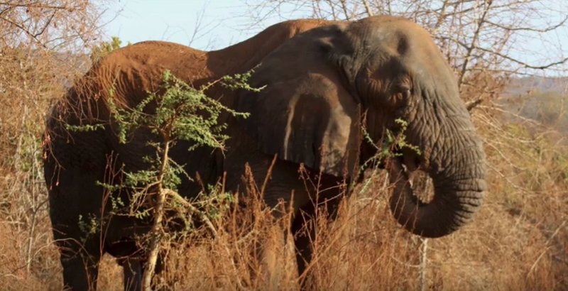 Inzovu Mutware ni yo nzovu yari ikuze kurusha izindi mu Rwanda. Yapfuye umwaka ushize