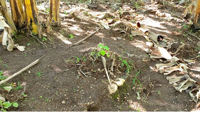 Ahahoze inzu ya Ndekezi