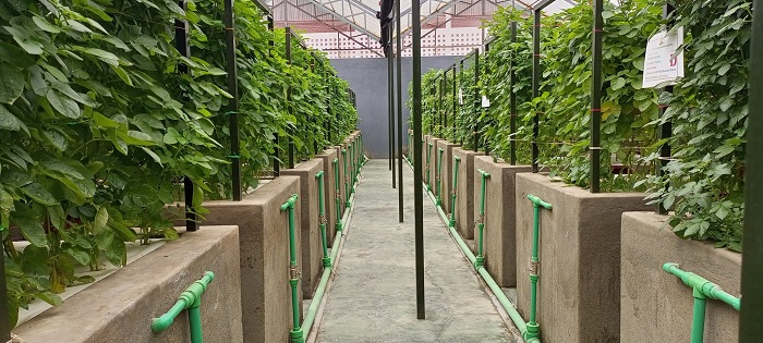 Inzu igenewe gutubirurwamo ibirayi