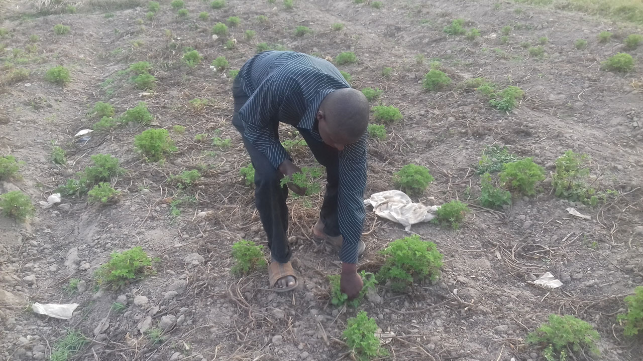 Igihingwa cya Geranium ni uko kiba kimeze mu murima. Aha uyu muntu ari gusarura amababi yacyo 