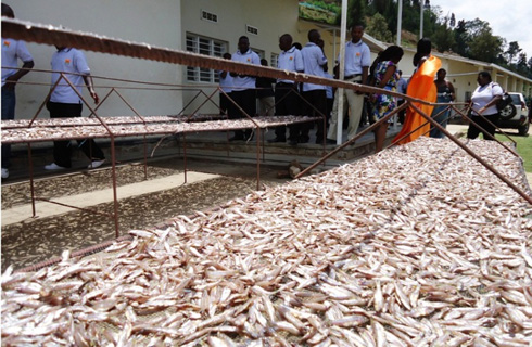 I Kivu kitarafungwa barobaga ibiro 500 ku munsi, ariko ngo bizeye ko umusaruro uza kwikuba gatatu.