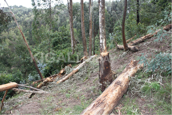 Ishyamba rya Mukore na ryo riherutse kwibasirwa.