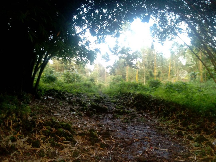 Mu ishyamba rya Nkotsi