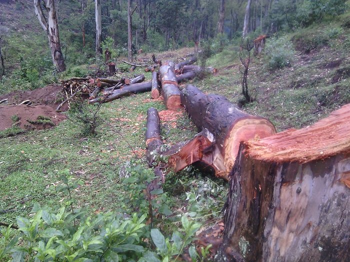 Inzego zitandukanye zimaze iminsi zarahagurukiye abangiza amashyamba ya Leta hirya no hino mu gihugu