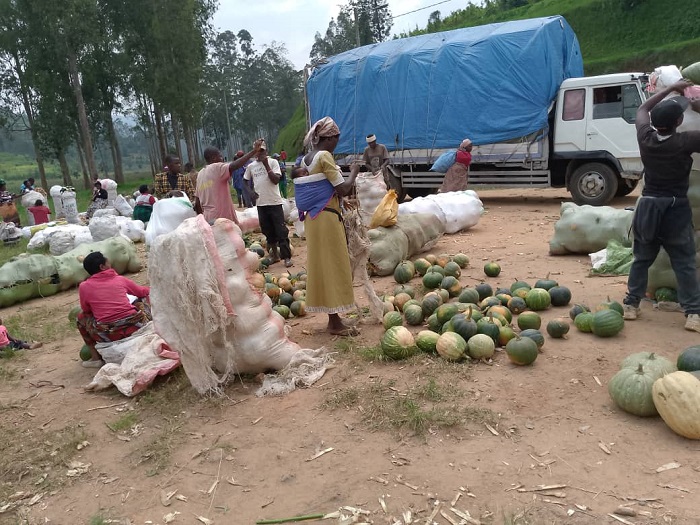 Ibiribwa babitandika ku dufuka turambitse hasi ku itaka 