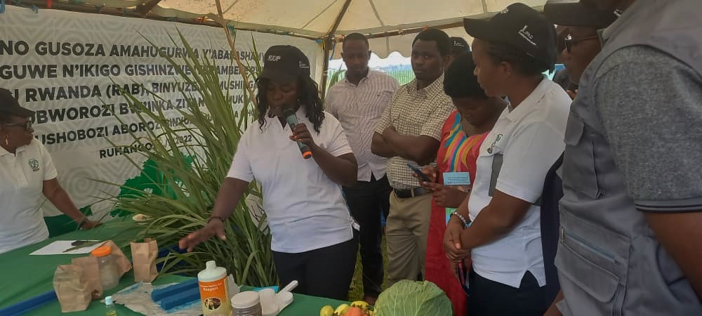 Bize uko bakora isuku y'inka ngo birinde kurwaza ifumbi