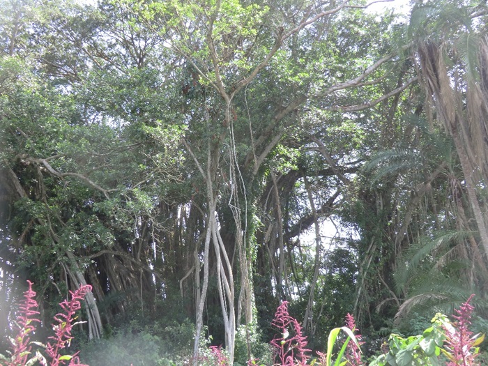 Itongo rya Nyirabiyoro aho yahoze atuye