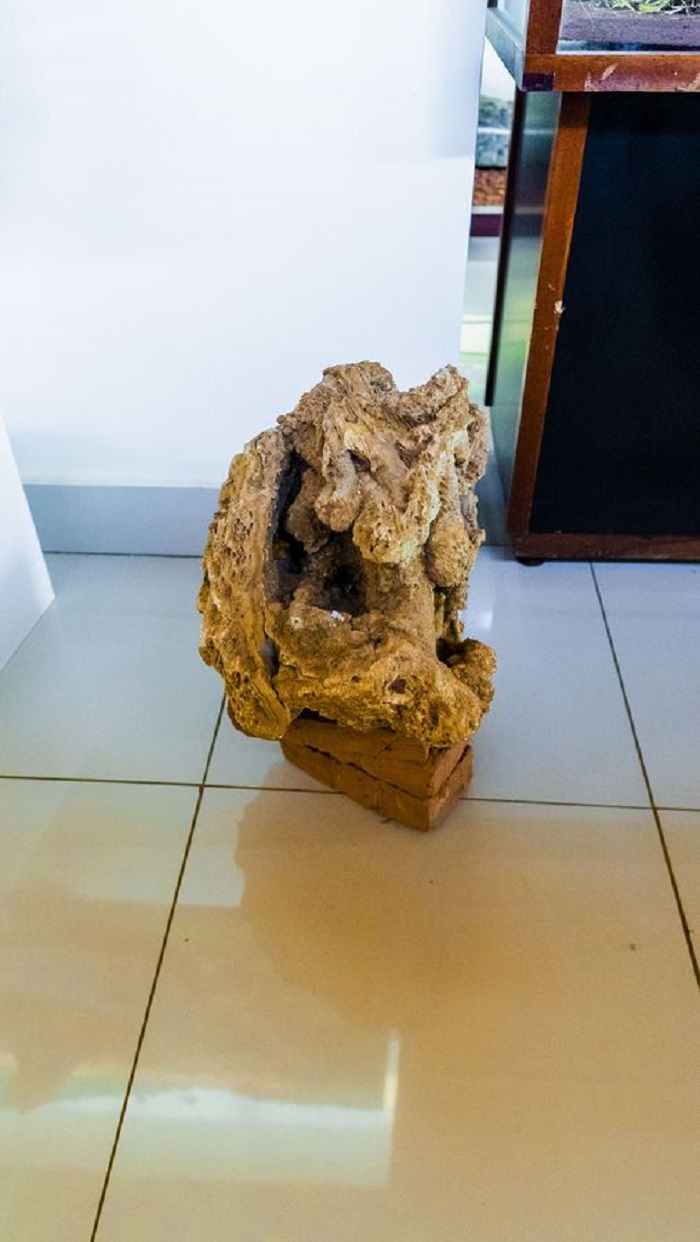 Ivi ry'inzovu na ryo ni kimwe mu byo uwasuye iyo ngoro yerekwa