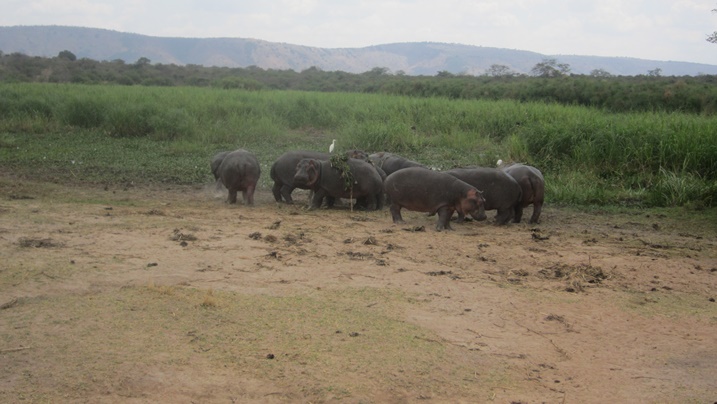 Iyamaswa nk'izi ngo bazumvaga mu bitabo gusa.