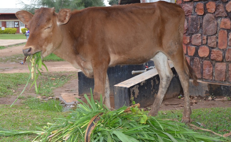 Iyi niyo nka yagabiwe umwarimu Kabarera