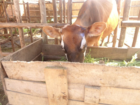 Iyi nka yakuwe ihembe inyana yayo bayizirikanya n