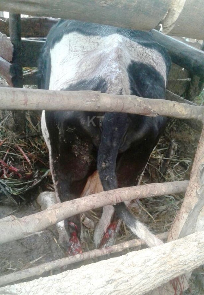 Iyi yo bayitemye ibitsi.