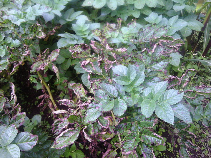 Iyo ndwara ifata ibirayi bikababuka amababi.