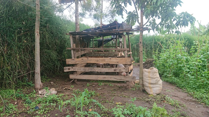 Iyo ingurube zigiriwe isuku ikiraro cyazo nta munuko uvamo