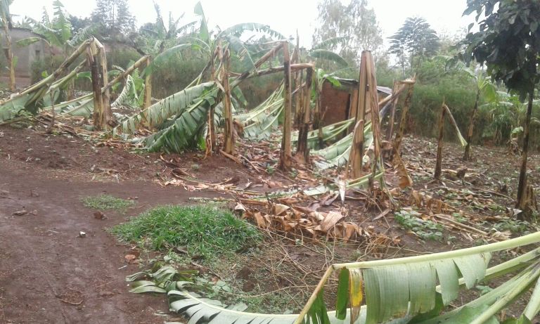 Iyo mvura nyinshi ivanze n'umuyaga ikaba yarangije ubuso bunini bw'insina