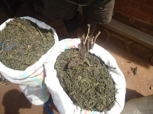 Hejuru y'urumogi hari inyamaswa bishe muri pariki ya Nyungwe. 