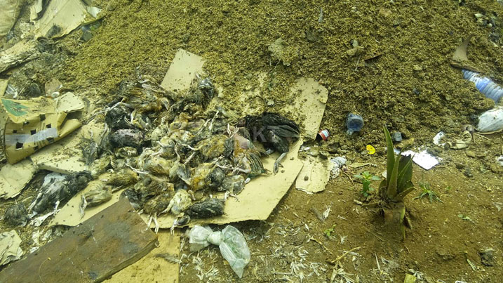 Zimwe mu nkoko zapfuye.