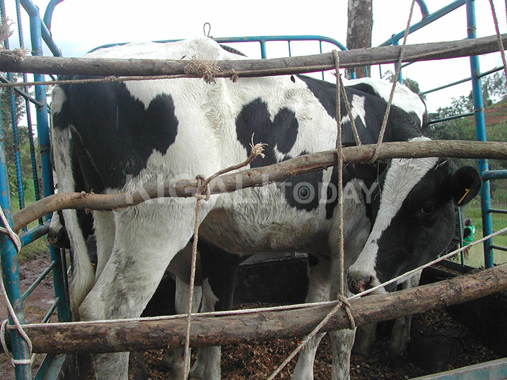 Izi nizo nka zari zigiye guhabwa abaturage bakazanga zigasubizwayo.