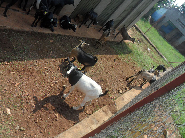 Izi hene ngo zigiye kubyazwa umusaruro mu gukemura ikibazo cya bwaki.