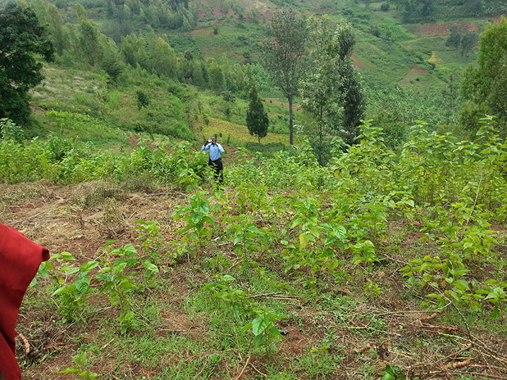 Izuba ryinshi ryatumye abahinzi bahomba byinshi.