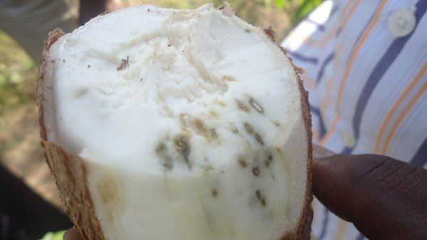 Indwara ya Kabore ituma imyumbati ibora ikiri mu butaka.