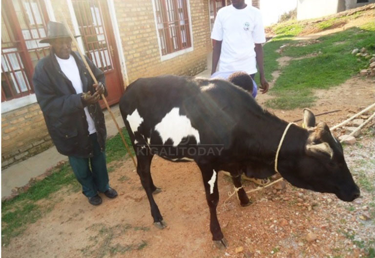 Kavutse asanga inka yahawe izatuma agira amasaziro meza 