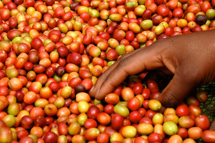 NAEB ivuga ko Kawa izinjiza arenga miliyari 57RWf muri 2017