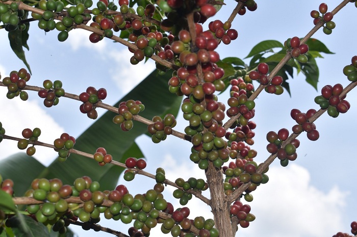 Ubu bejeje kawa nziza