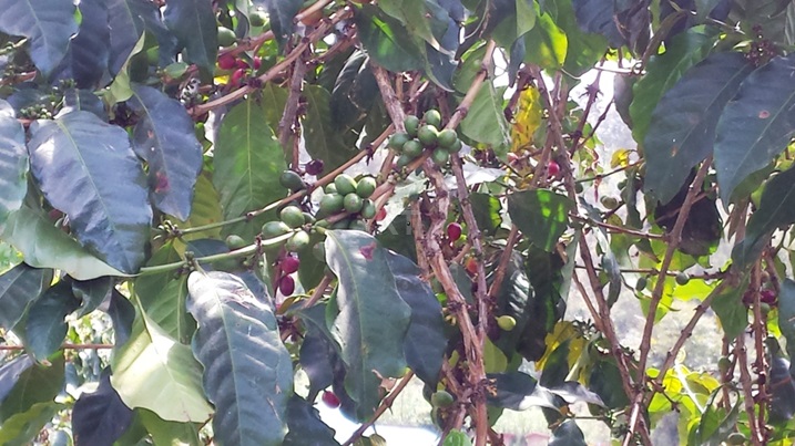 Kawa ngo iyo ikorewe neza ikitabwaho yera imbuto zitari ibihuhwe.