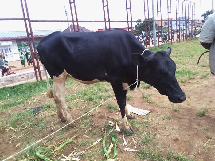 Uturere tw'indashyikirwa twahawe inka