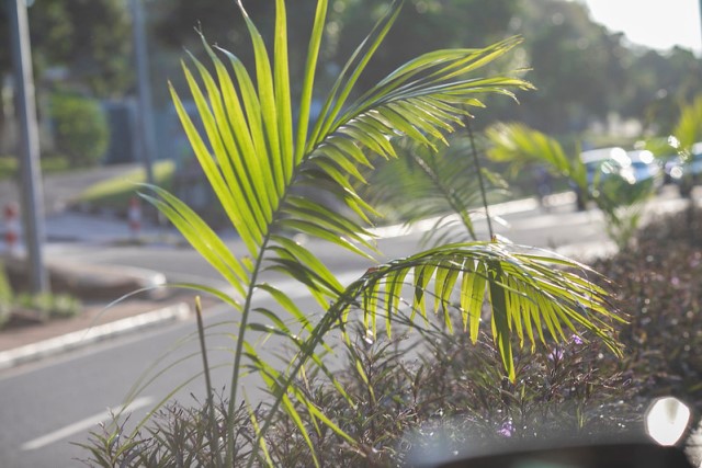 Imikindo mishya igenda iterwa