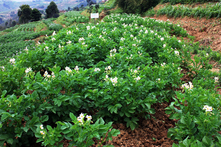 Abanyeshuri bahugura abahinzi uburyo bwo gukoresha inyongeramusaruro neza 