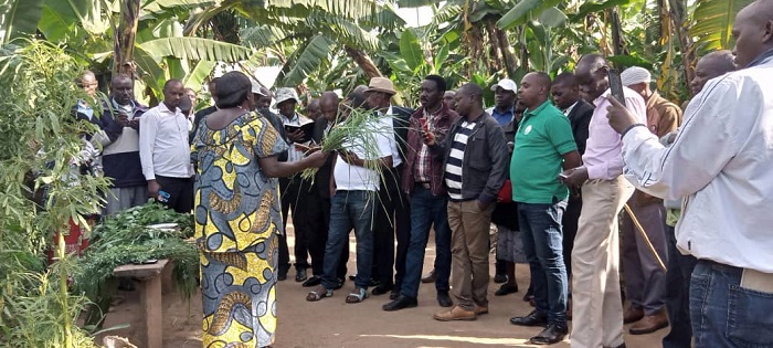 Beretswe ubwatsi bw'inka butandukanye bufite intungamubiri nyinshi