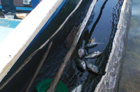 Ubwato n'amafi byafatanywe umushimusi w'umurobyi.