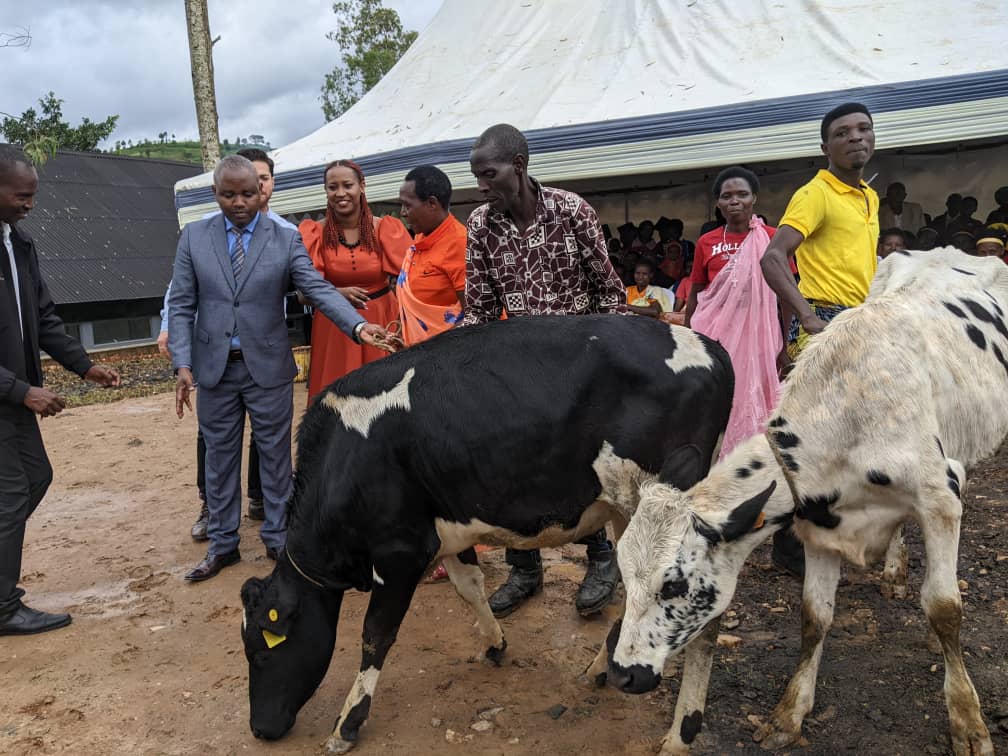 Abahinzi babaye indashyirwa bahawe inka mu gihe hari n'abahembwe amafaranga