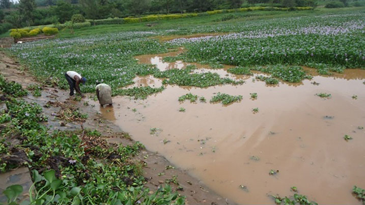 Abarobyi bagerageza gukuramo amarebe ariko imbaraga ni nke. 