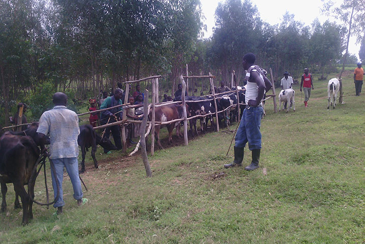 Aborozi ba mbere bamaze gukingiza inka zabo.