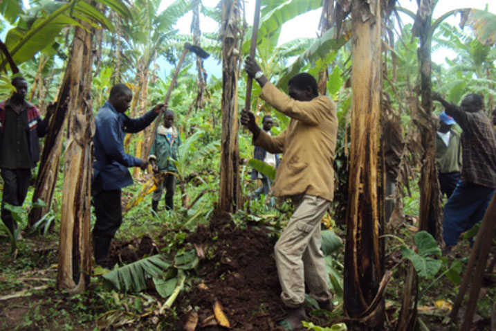 Kuba muri Afurika ubuhinzi buharirwa abantu bakuze kandi badafite ubumenyi buhagije ngo birabudindiza.