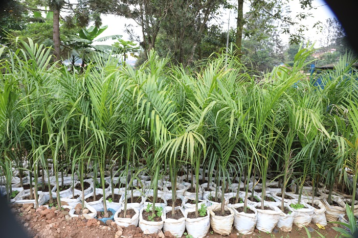 Kugira ngo igiti kigere igihe cyo kugurishwa kibanza kwitabwaho igihe kinini