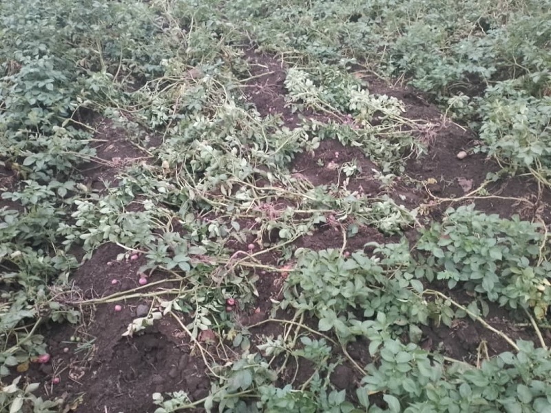 Imbuto yatuburirwaga muri ako gace yaranduwe iribwa