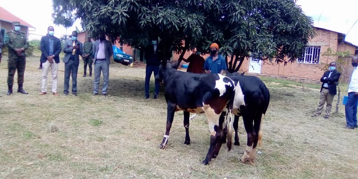 Hari babiri barokotse Jenoside batishoboye bagabiwe inka