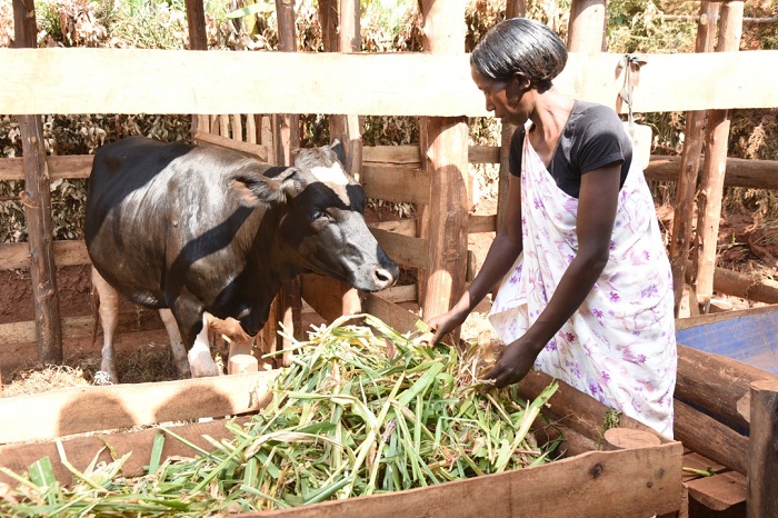 IPRC-Huye yanahaye inka umubyeyi warokotse Jenoside 
